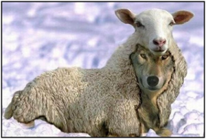 Wolf Lamb Facing Right Wolf Lamb Facing Right