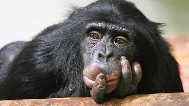 How I Got Banned by MailChimp (Without Sending a ...